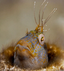 The King's sitting
Parablennius marmoreus Seaweed Blenny... by John Roach 